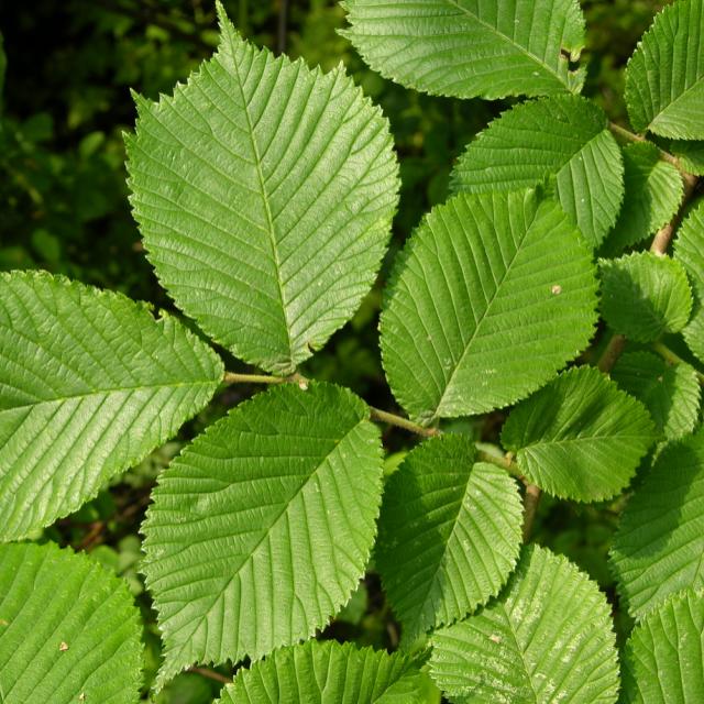 Elm